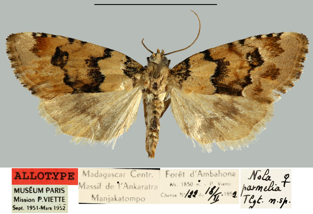/filer/webapps/moths/media/images/P/parmelia_Roeselia_AT_MNHN.jpg