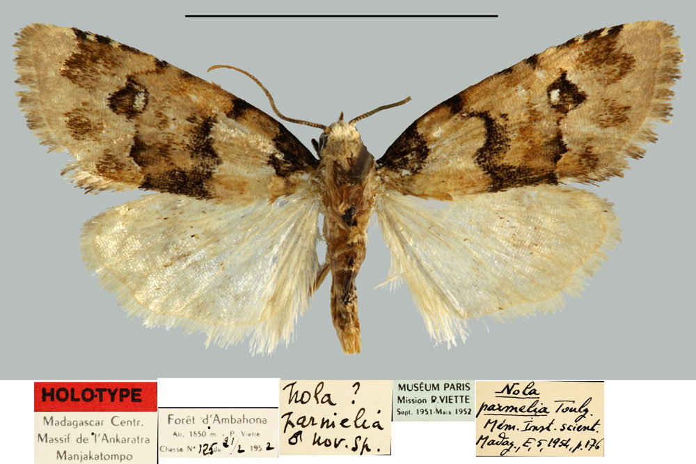 /filer/webapps/moths/media/images/P/parmelia_Roeselia_HT_MNHN.jpg