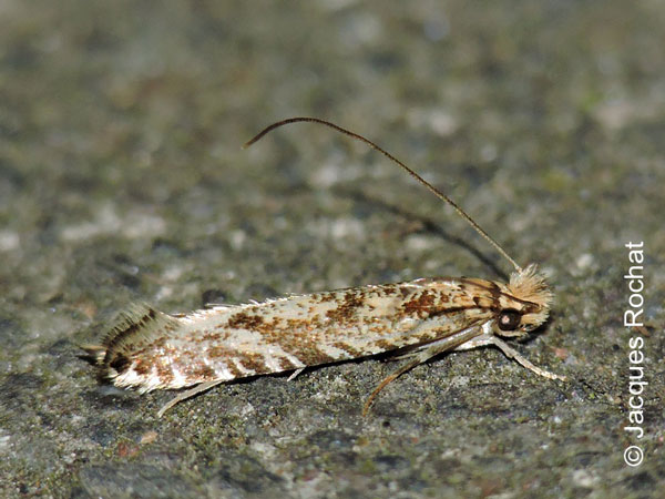 /filer/webapps/moths/media/images/P/paroditella_Amphixystis_A_Rochat.jpg