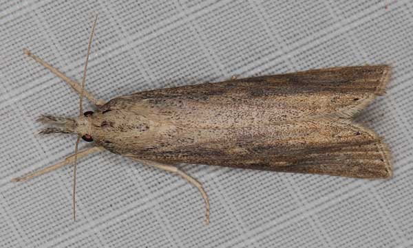 /filer/webapps/moths/media/images/P/partellus_Chilo_A_Heynsa.jpg