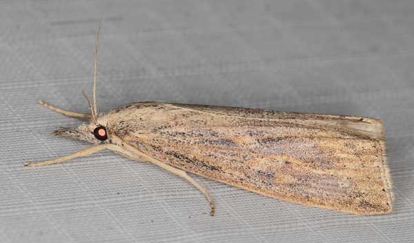 /filer/webapps/moths/media/images/P/partellus_Chilo_A_Heynsc.jpg