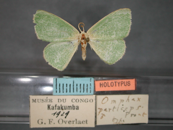 /filer/webapps/moths/media/images/P/particeps_Omphax_HT_RMCA_01.jpg