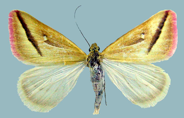 /filer/webapps/moths/media/images/P/participata_Rhodometra_AF_ZSM.jpg