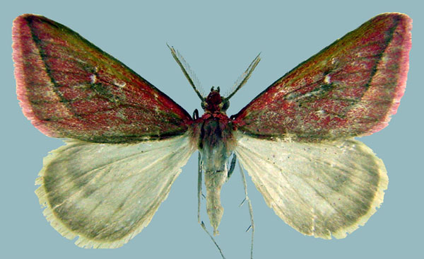 /filer/webapps/moths/media/images/P/participata_Rhodometra_AM_ZSM.jpg
