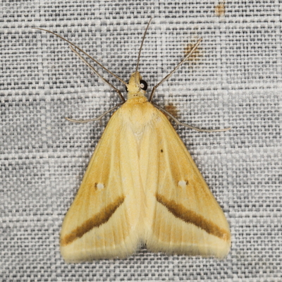 /filer/webapps/moths/media/images/P/participata_Rhodometra_A_Heyns_01.JPG