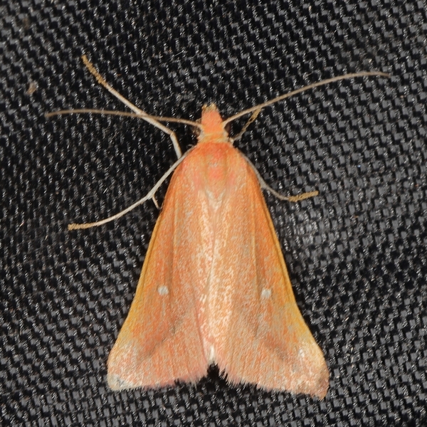/filer/webapps/moths/media/images/P/participata_Rhodometra_A_Heyns_05.JPG