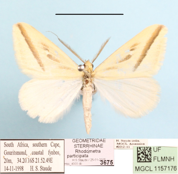 /filer/webapps/moths/media/images/P/participata_Rhodometra_A_MGCL.JPG