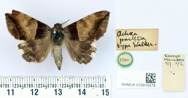 /filer/webapps/moths/media/images/P/partita_Achaea_HT_BMNH.jpg