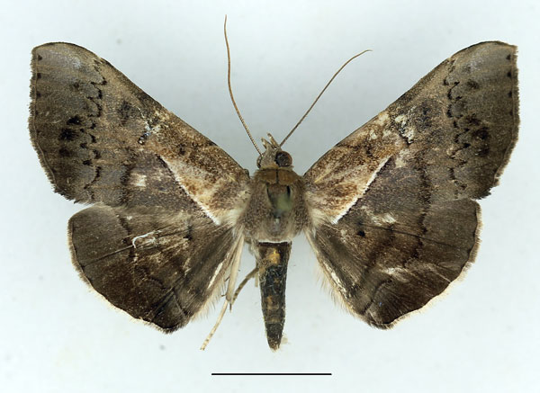 /filer/webapps/moths/media/images/P/partita_Gorua_AF_Aulombard.jpg