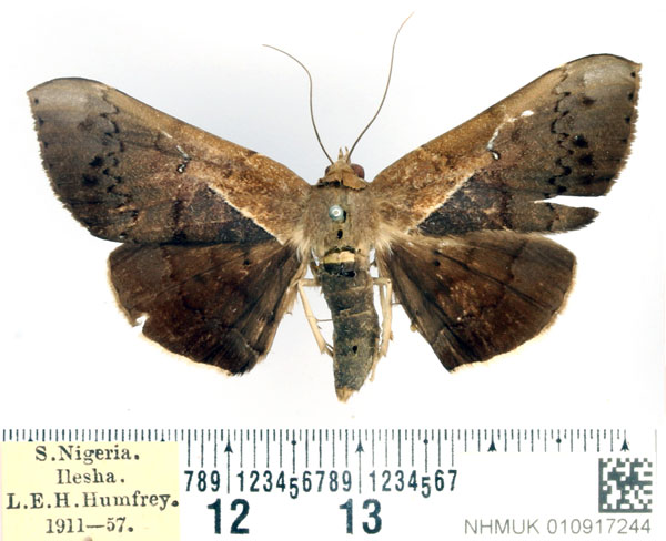 /filer/webapps/moths/media/images/P/partita_Gorua_AF_BMNH.jpg