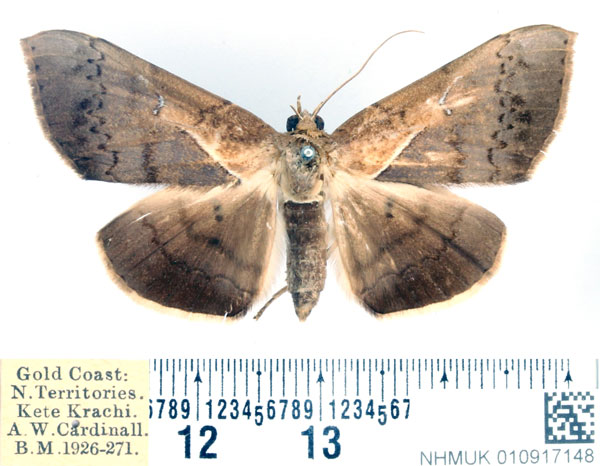 /filer/webapps/moths/media/images/P/partita_Gorua_AF_BMNH_02.jpg