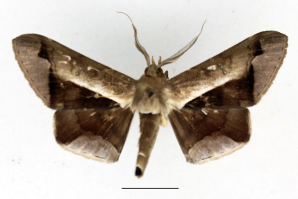 /filer/webapps/moths/media/images/P/partita_Gorua_AM_Aulombard.jpg