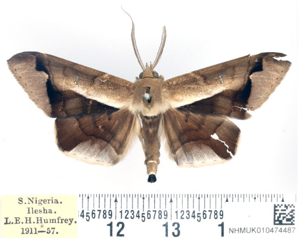 /filer/webapps/moths/media/images/P/partita_Gorua_AM_BMNH.jpg