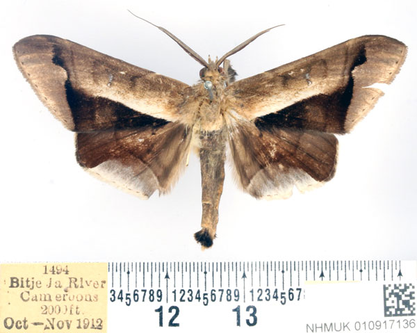 /filer/webapps/moths/media/images/P/partita_Gorua_AM_BMNH_02.jpg