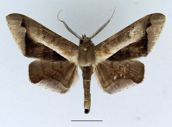 /filer/webapps/moths/media/images/P/partita_Gorua_AM_Basquin_01.jpg