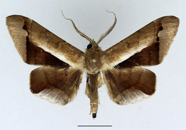 /filer/webapps/moths/media/images/P/partita_Gorua_AM_Basquin_02.jpg