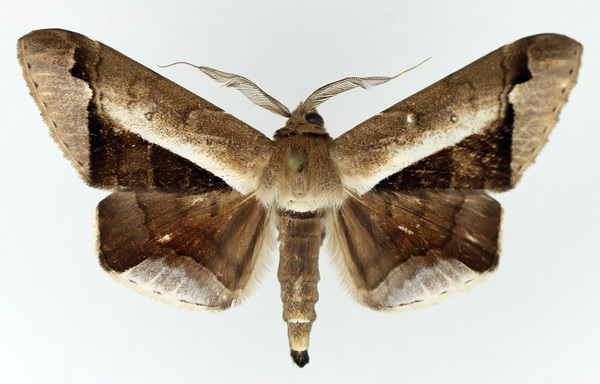 /filer/webapps/moths/media/images/P/partita_Gorua_AM_TMSA.jpg