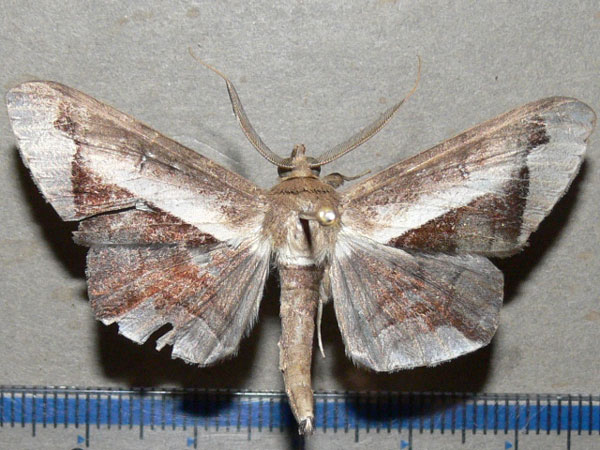/filer/webapps/moths/media/images/P/partita_Gorua_A_Goff_01.jpg