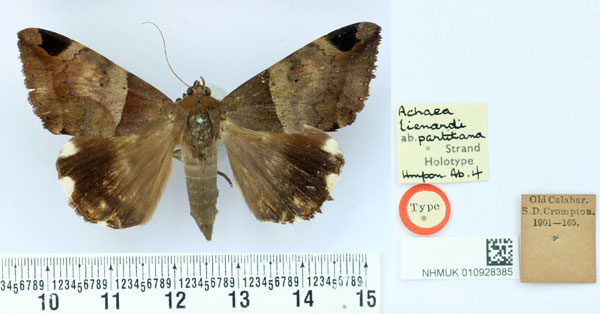 /filer/webapps/moths/media/images/P/partitana_Achaea_HT_BMNH.jpg