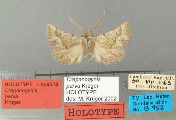 /filer/webapps/moths/media/images/P/parva_Drepanogynis_HT_TMSA.jpg