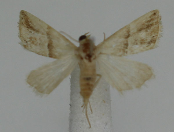 /filer/webapps/moths/media/images/P/parva_Eublemma_A_JMonks_02.jpg