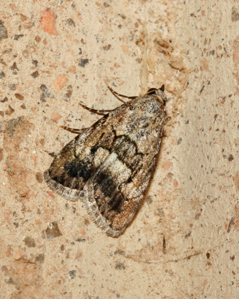 /filer/webapps/moths/media/images/P/parva_Hypotacha_A_Roland_01.jpg