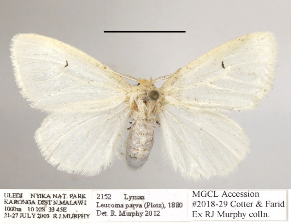 /filer/webapps/moths/media/images/P/parva_Leucoma_AF_MGCLa_02.JPG