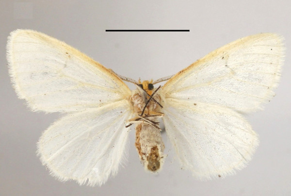/filer/webapps/moths/media/images/P/parva_Leucoma_AF_MGCLb_02.JPG