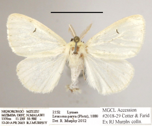 /filer/webapps/moths/media/images/P/parva_Leucoma_AM_MGCLa_01.JPG