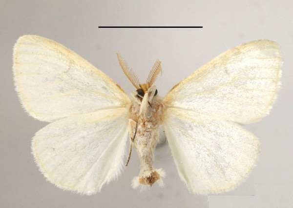 /filer/webapps/moths/media/images/P/parva_Leucoma_AM_MGCLb_01.JPG