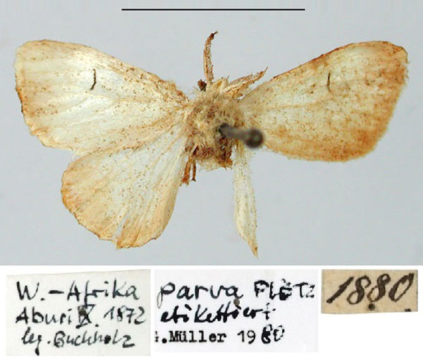 /filer/webapps/moths/media/images/P/parva_Leucoma_HT_ZMHB.jpg