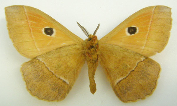 /filer/webapps/moths/media/images/P/parva_Melanocera_STM_NHMUKb.jpg