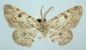 /filer/webapps/moths/media/images/P/parva_Orbamia_HT_ZSMa.jpg