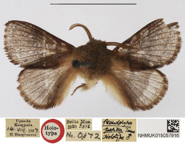 /filer/webapps/moths/media/images/P/parva_Pseudolyra_HT_NHMUK.jpg