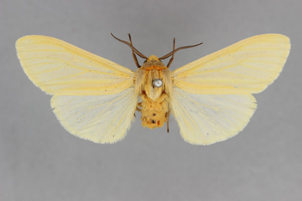 /filer/webapps/moths/media/images/P/parva_Pseudoradiarctia_HT_BMNH.jpg