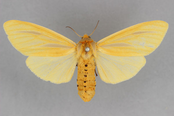 /filer/webapps/moths/media/images/P/parva_Pseudoradiarctia_PT_BMNH.jpg
