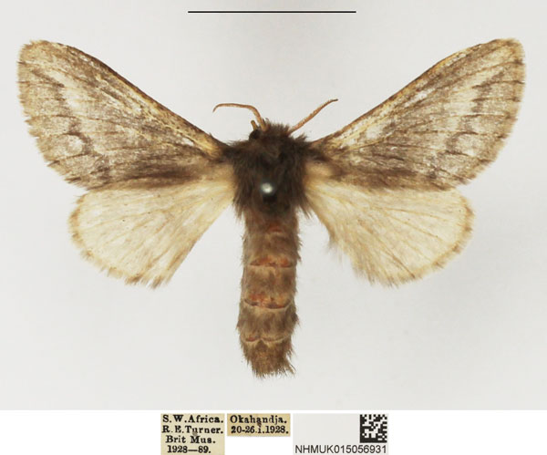 /filer/webapps/moths/media/images/P/parva_Sena_AF_NHMUK.jpg