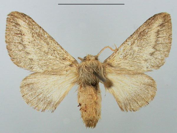 /filer/webapps/moths/media/images/P/parva_Sena_AF_TMSA.jpg