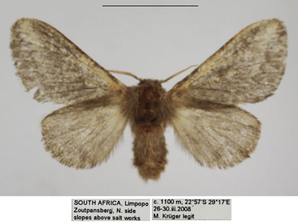 /filer/webapps/moths/media/images/P/parva_Sena_AF_TMSA_01.jpg
