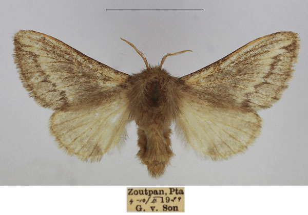 /filer/webapps/moths/media/images/P/parva_Sena_AF_TMSA_02.jpg