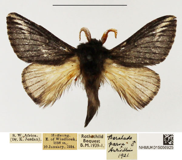 /filer/webapps/moths/media/images/P/parva_Sena_AM_NHMUK.jpg