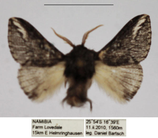 /filer/webapps/moths/media/images/P/parva_Sena_AM_TMSA_01.jpg