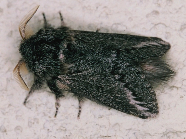 /filer/webapps/moths/media/images/P/parva_Sena_A_Roland.jpg