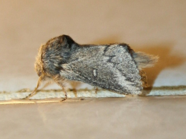 /filer/webapps/moths/media/images/P/parva_Sena_A_Sydes.jpg