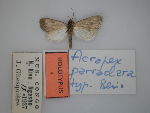 /filer/webapps/moths/media/images/P/parvaclara_Acrapex_HT_RMCA_02.jpg