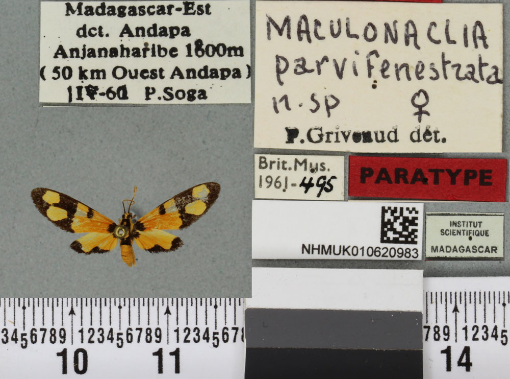 /filer/webapps/moths/media/images/P/parvifenestrata_Maculonaclia_PTF_BMNHa.jpg