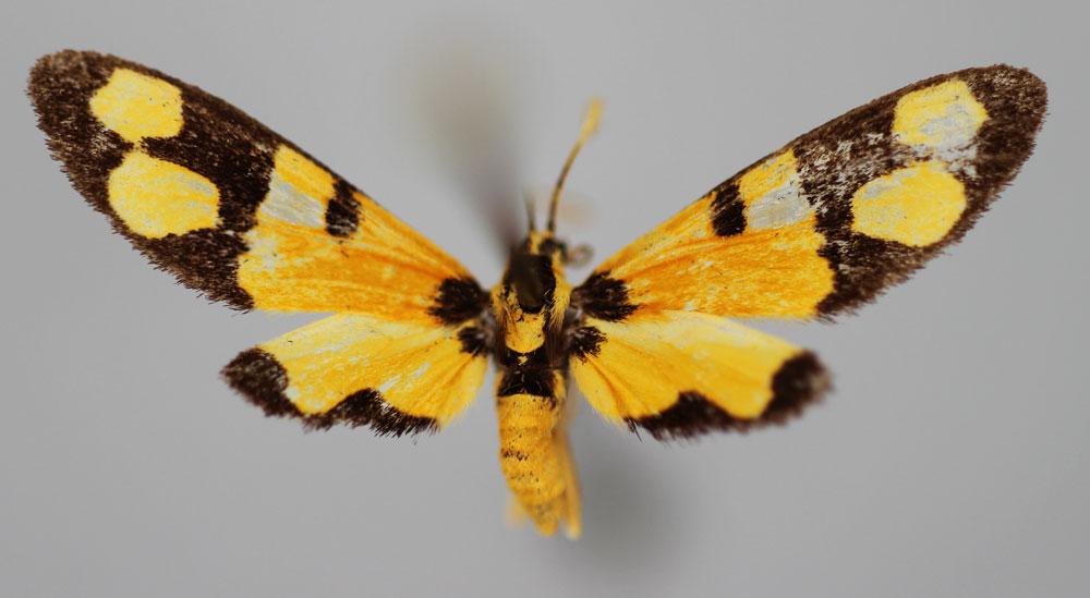 /filer/webapps/moths/media/images/P/parvifenestrata_Maculonaclia_PT_BMNH.jpg