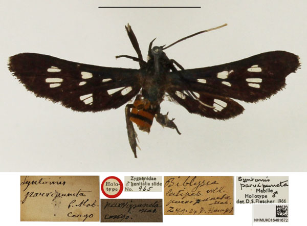 /filer/webapps/moths/media/images/P/parvipuncta_Syntomis_HT_NHMUK.jpg