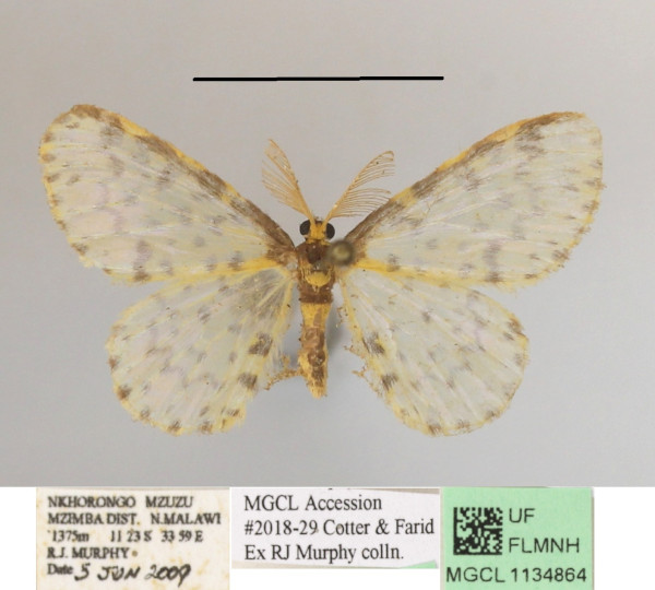 /filer/webapps/moths/media/images/P/parvistictus_Blaboplutodes_A_MGCLa_01.JPG