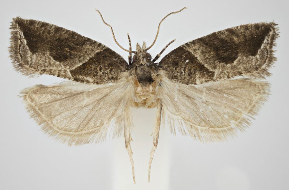 /filer/webapps/moths/media/images/P/parviuncus_Megaherpystis_PTF_NHMO.jpg